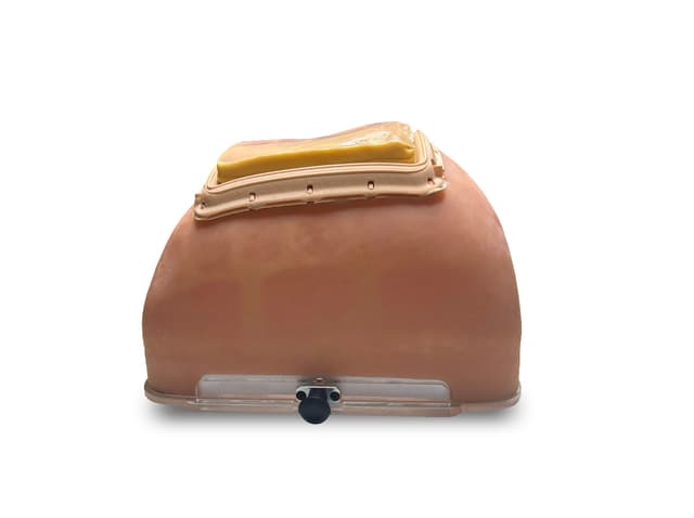 Anterior Abdominal Wall