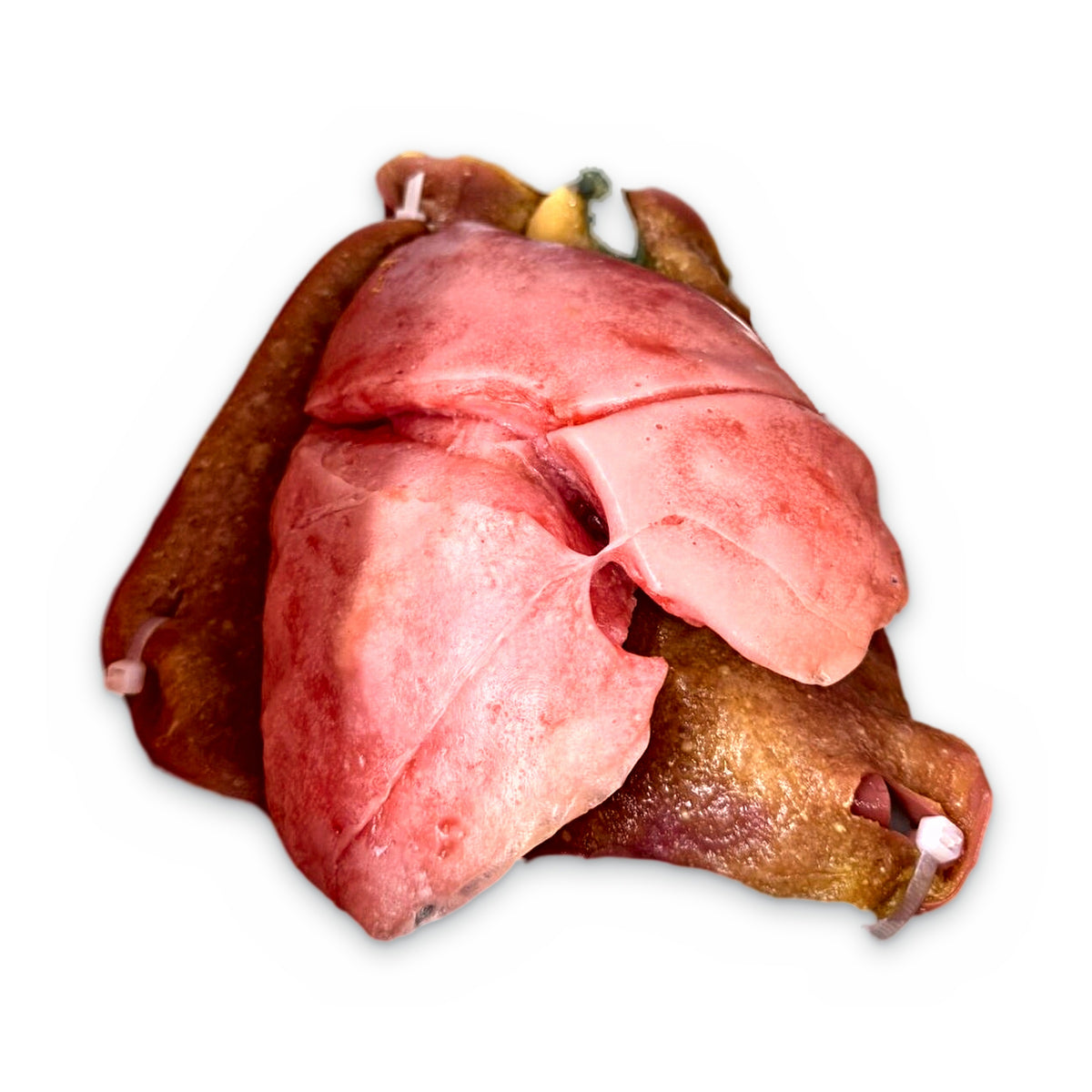 Lung Model (Class V)