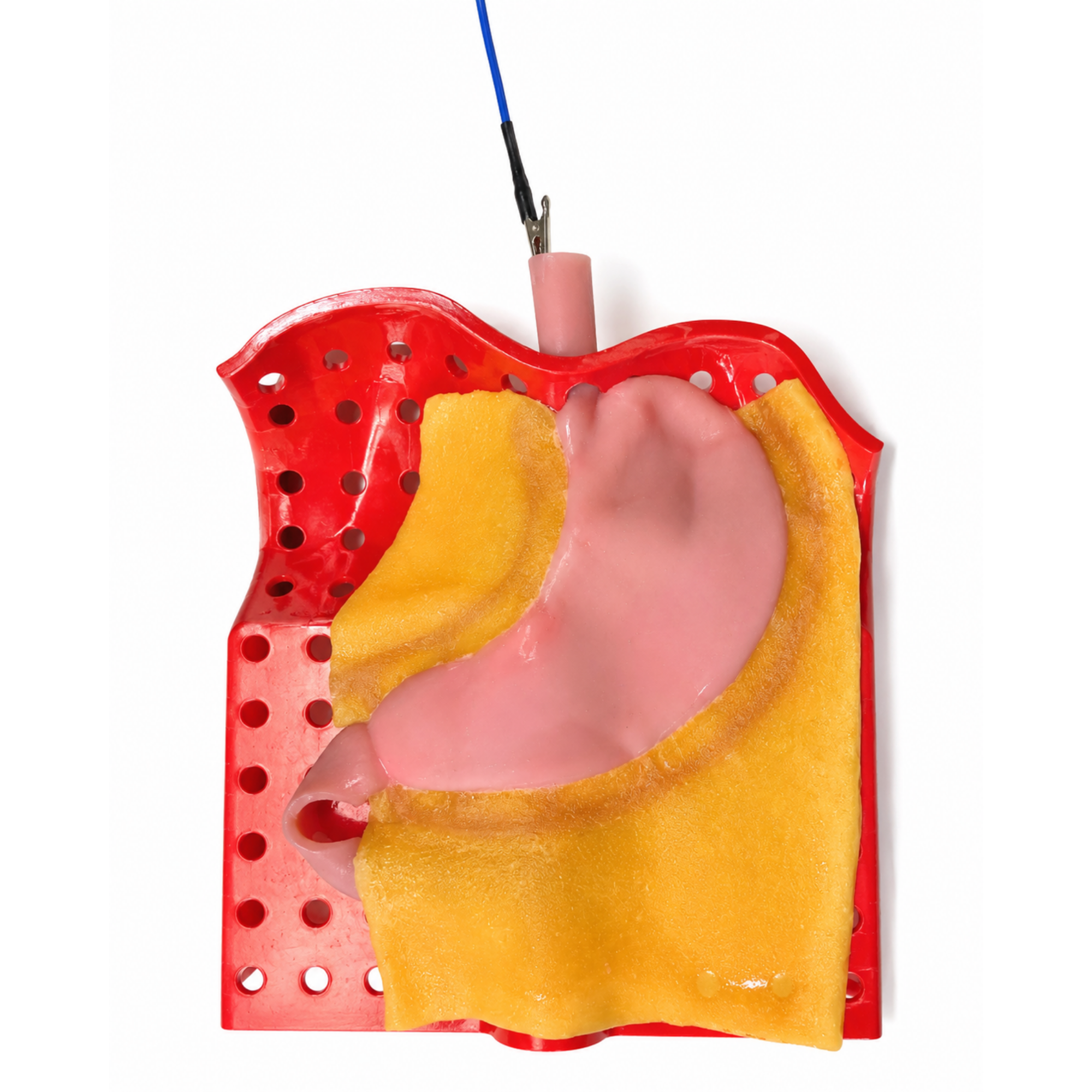 Male Abdominal Stand