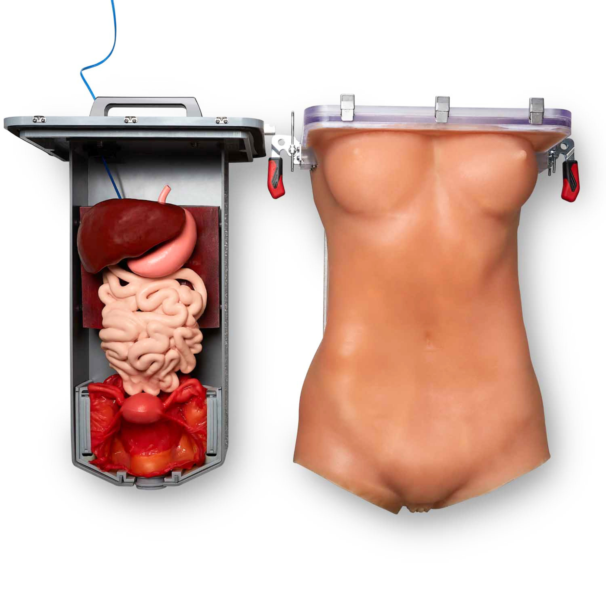 Female Torso